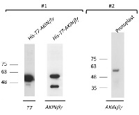 AKIN ß gamma in the group Antibodies for Plant/Algal / Developmental Biology / Signal transduction at Agrisera AB (Antibodies for research) (AS09 463)